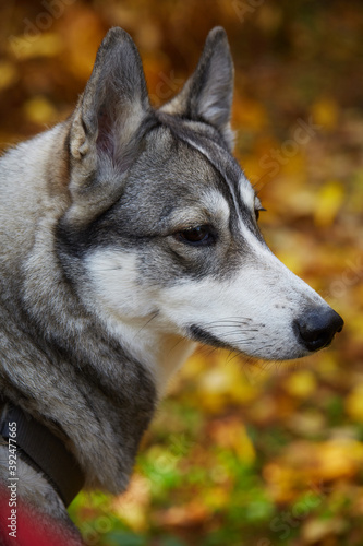 West Siberian Laika. Siberian dog