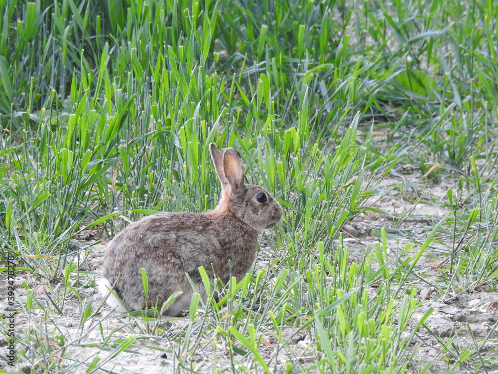 Fototapeta premium Rabbit on the field