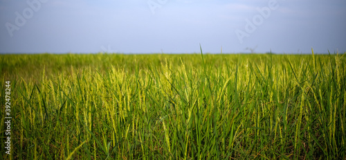 Ears of rice ready to harvest Text banner
