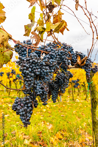 Detail of black grape fruit at vineyard near Palava hill, South Moravia wine region.