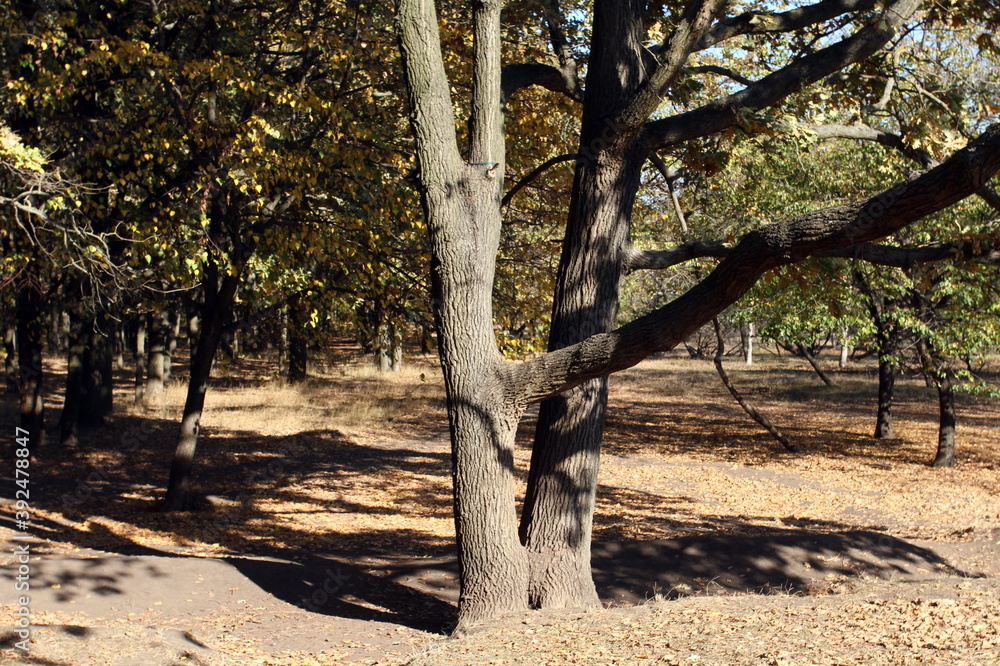 Obraz premium tree in autumn