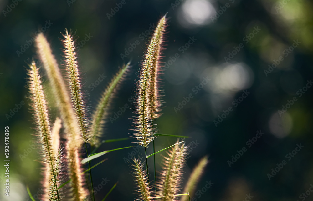A fluffy fountain grass flower in the morning sun A fluffy fountain grass flower in the morning sun