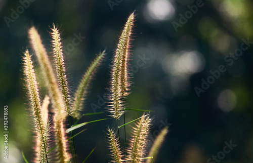 A fluffy fountain grass flower in the morning sun