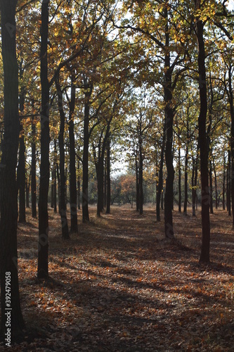 rows of oaks on an autumn day