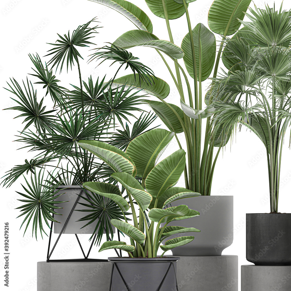 Fototapeta premium exotic plants in a pot on white background