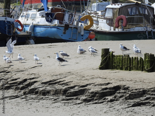 Seagulls are resting on the bank of the canal
