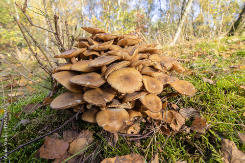 Closeup shot of honey fungus growing in a forest photo