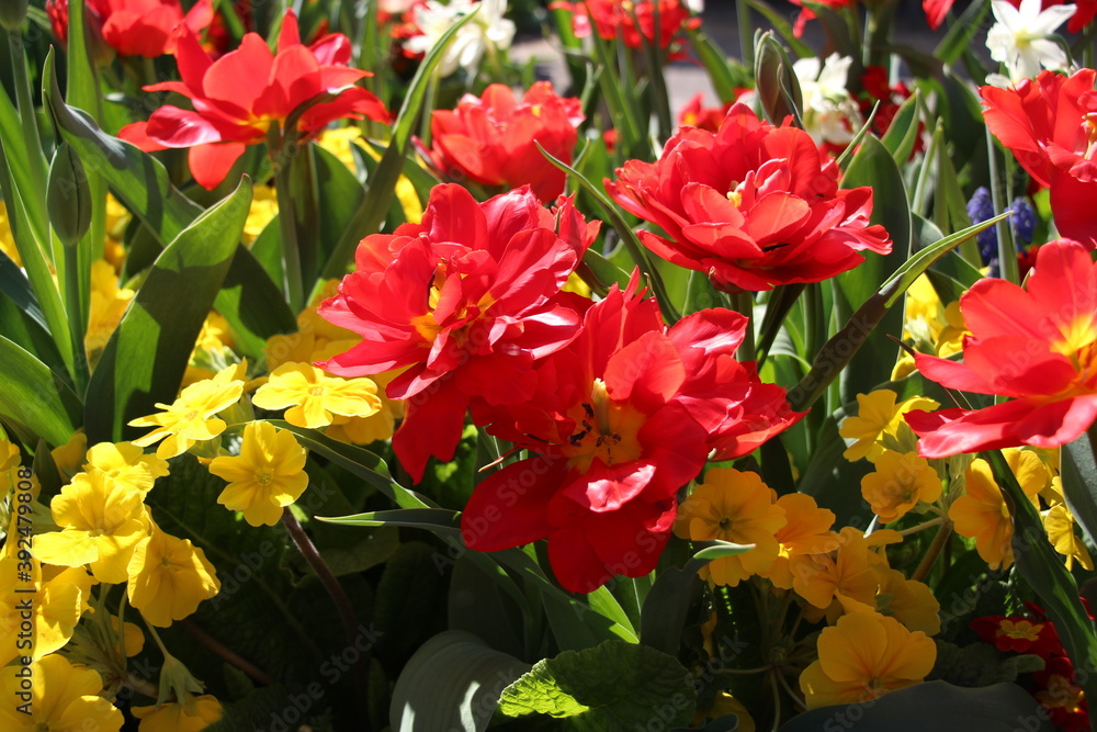 tulips in the garden