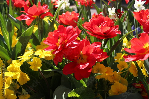 tulips in the garden