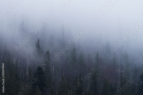 Foggy forest on a mountain slope in the Carpathian Mountains.