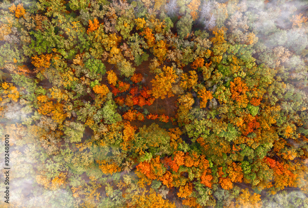 Colorful autumn forest with clouds from a bird's eye view.