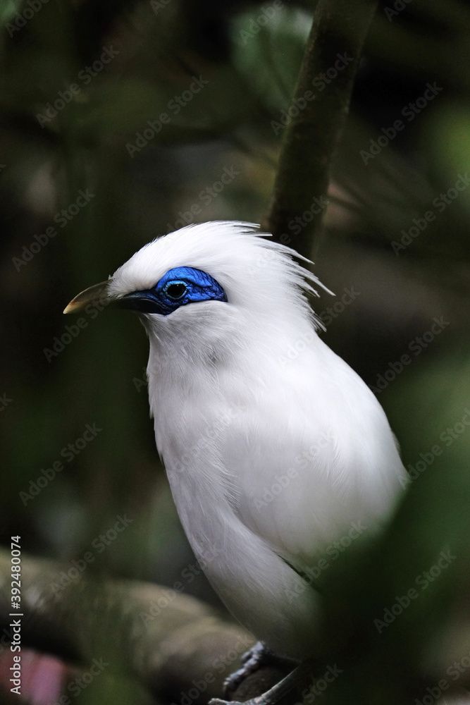 Obraz premium Bali Starling