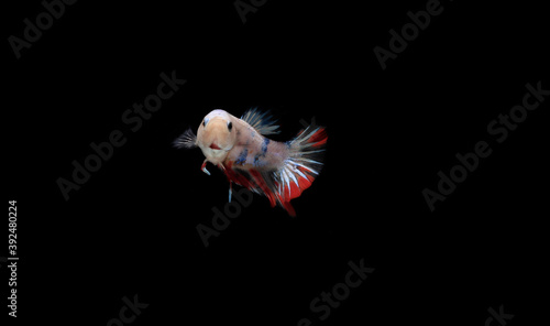 Small Beautiful Candy Betta fish, at Black background