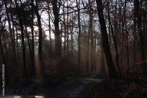 Wald mit Nebel © Ulf
