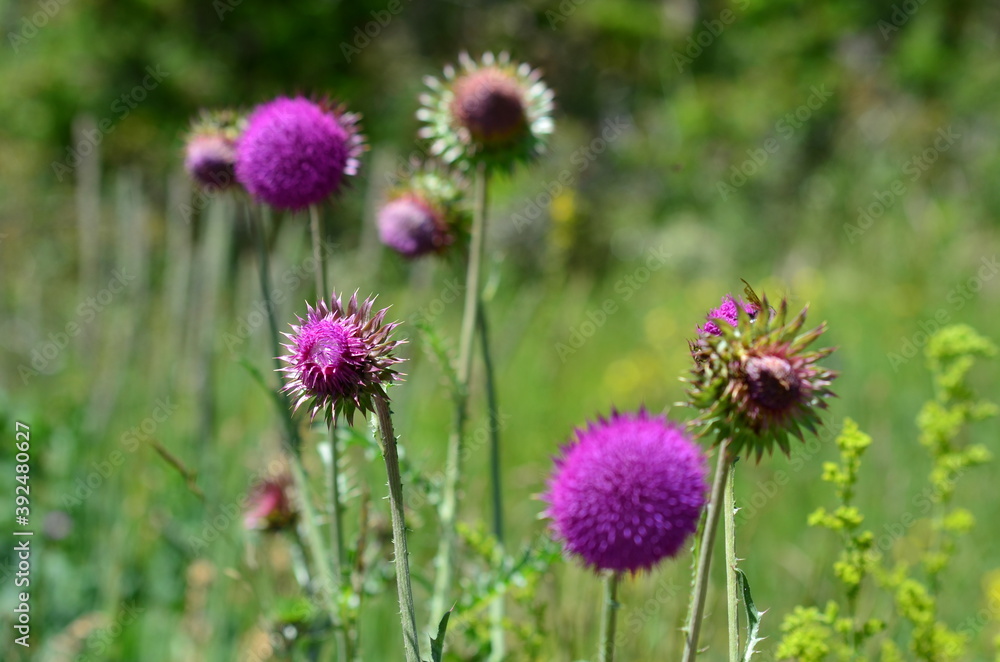 Beautiful flowers vanoise National Park, France Beautiful flowers vanoise National Park, France