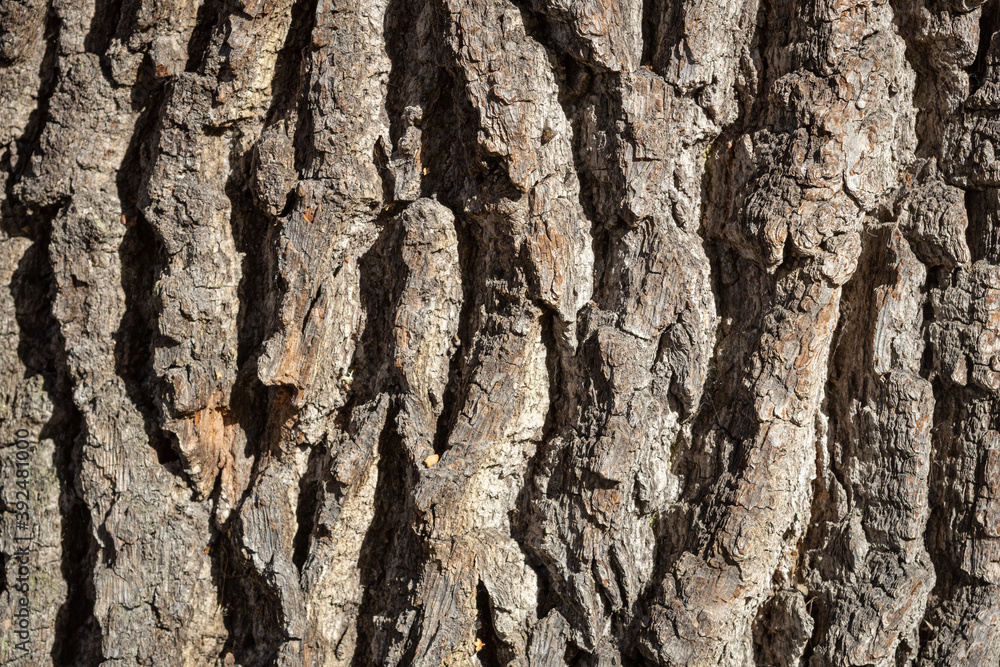The wrinkled bark of an old oak tree. The wrinkled bark of an old oak tree.