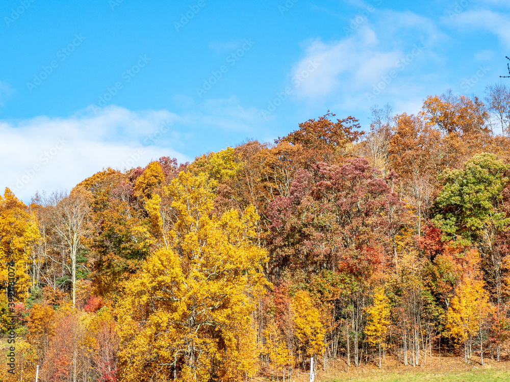 Vibrant fall foliage along the Blue Ridge Parkway in late October with blue sky and fluffy clouds. Vibrant fall foliage along the Blue Ridge Parkway in late October with blue sky and fluffy clouds.