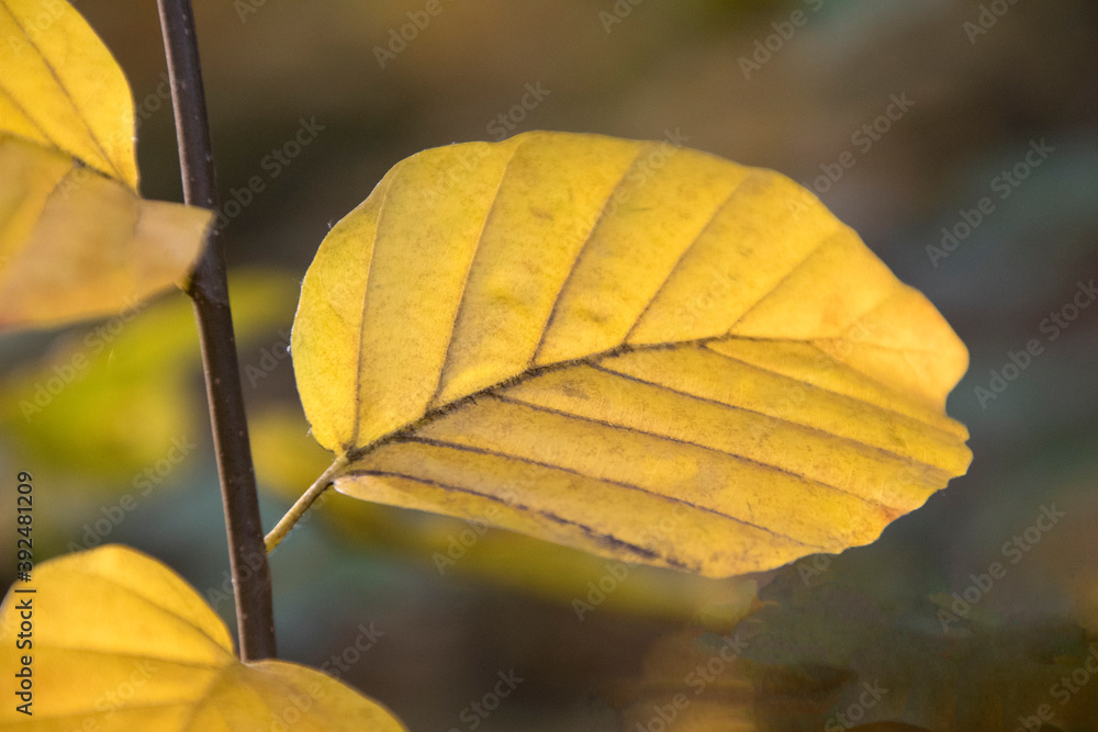 Obraz premium Buchenblatt im Herbst