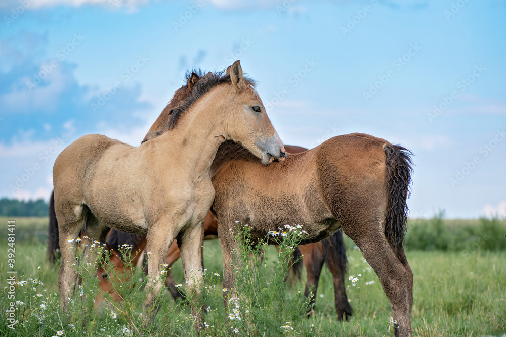 Two foals play in the pasture in summer.