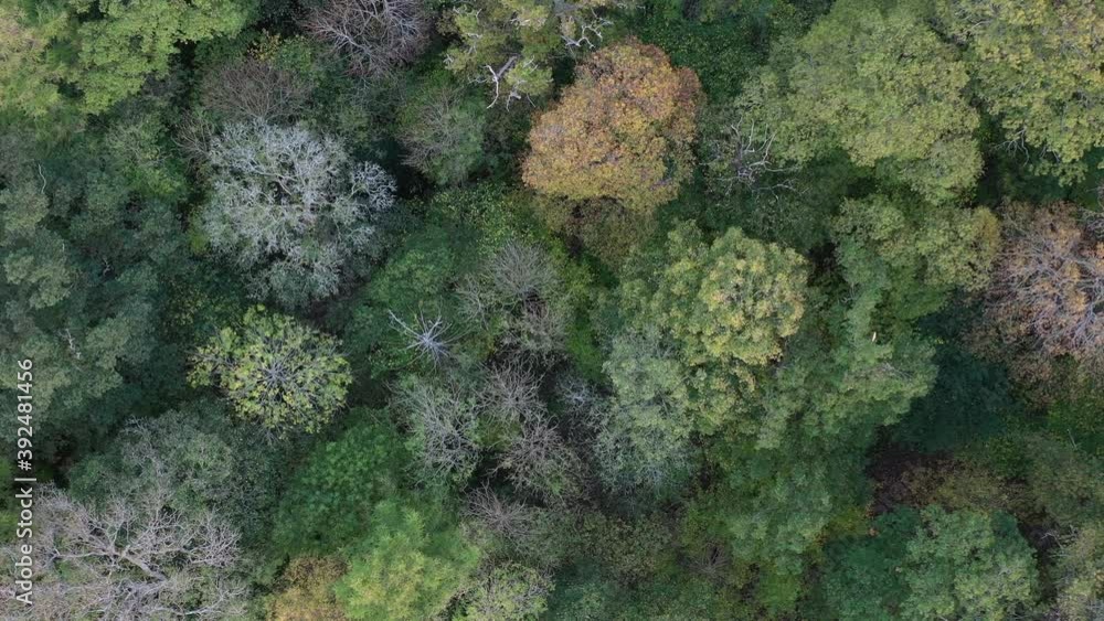 Drone shot looking directly down onto a forest canopy in Autumn colours, while slowly descending in the UK Drone shot looking directly down onto a forest canopy in Autumn colours, while slowly descending in the UK