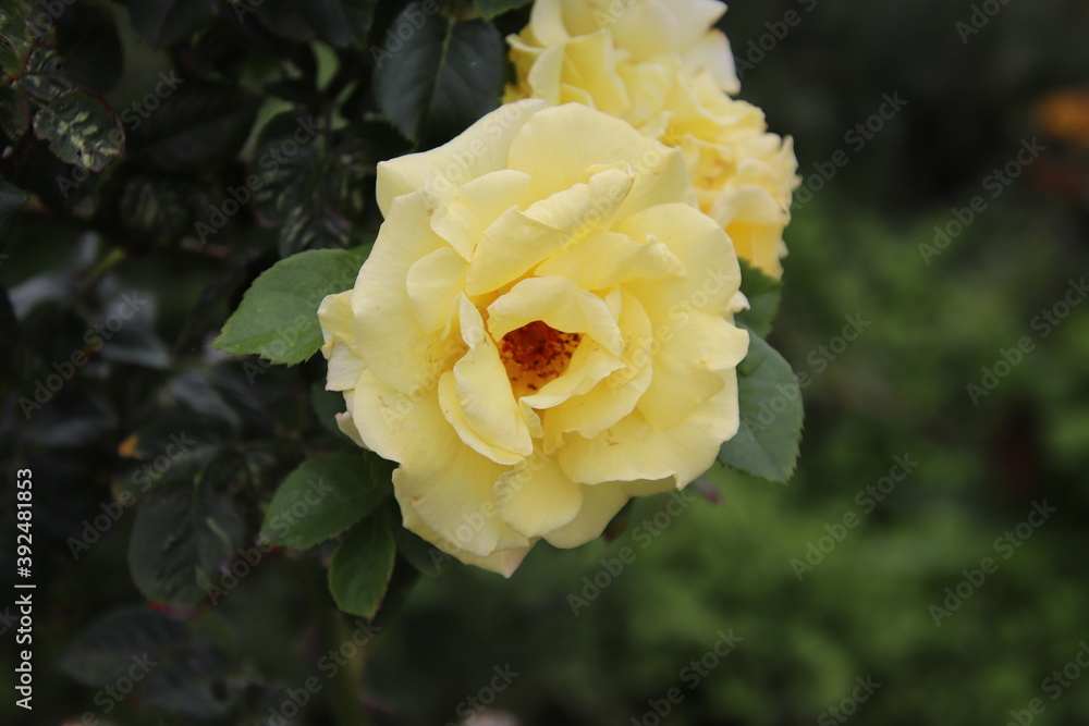 gelbe Rose gelbe Rose