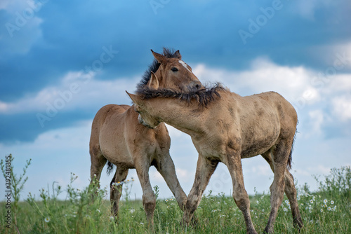 Two foals play in the pasture in summer. © shymar27