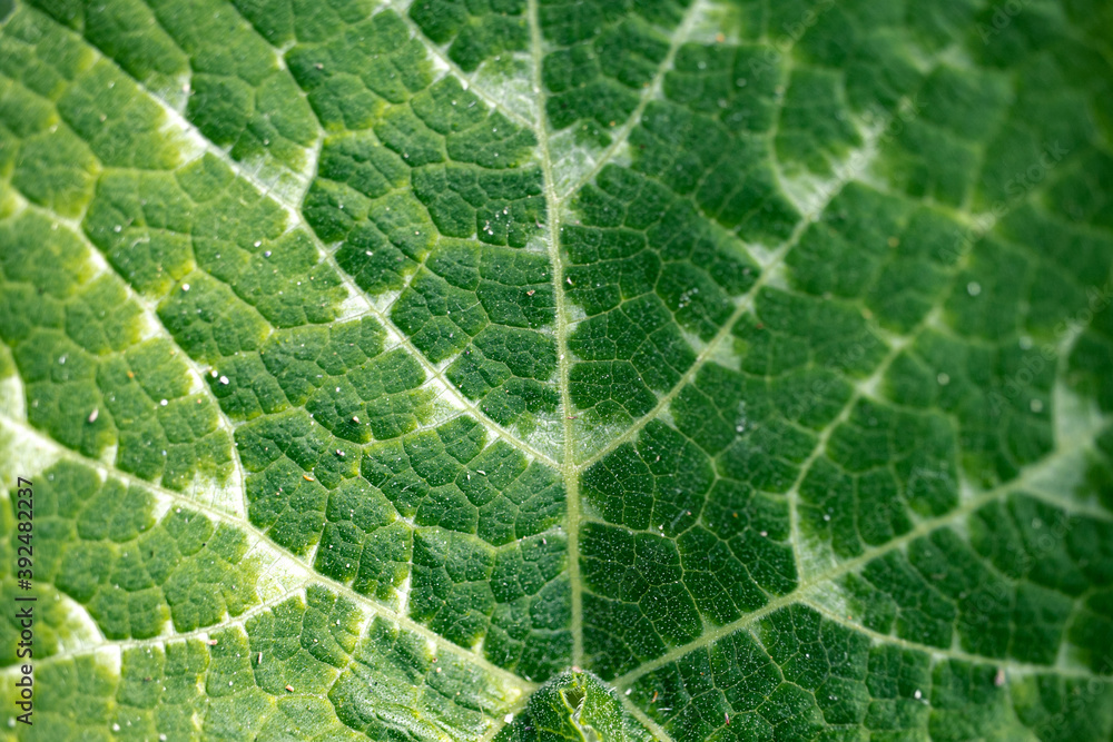 green leaf texture
