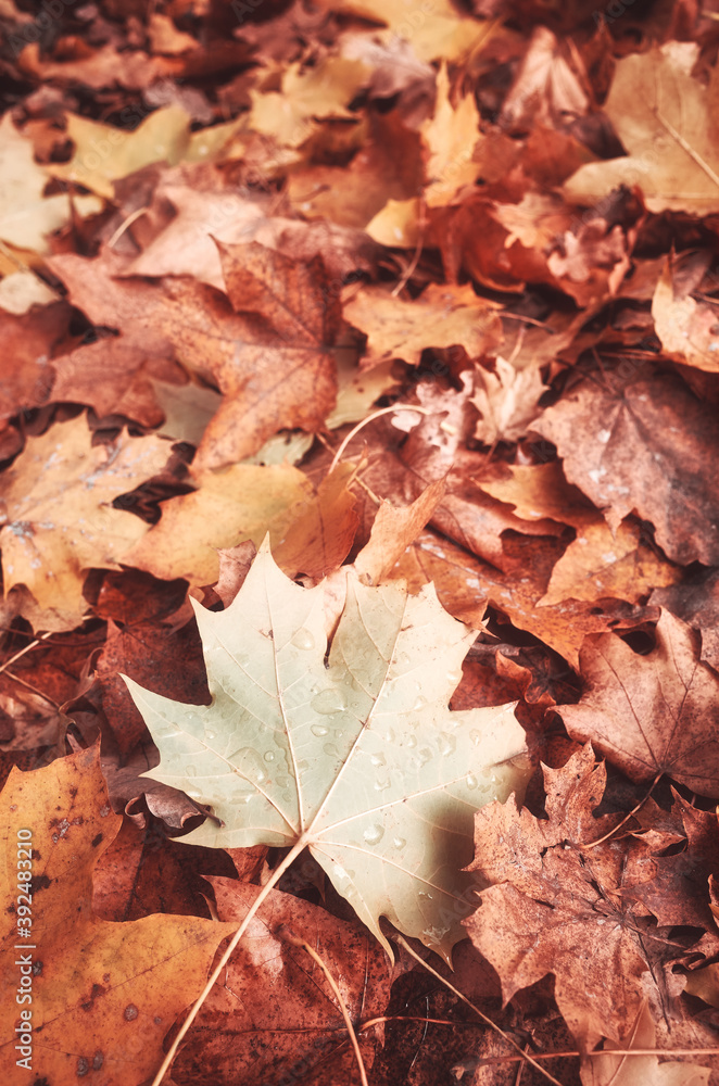 Autumn leaves on the ground, color toned nature background, selective focus. Autumn leaves on the ground, color toned nature background, selective focus.