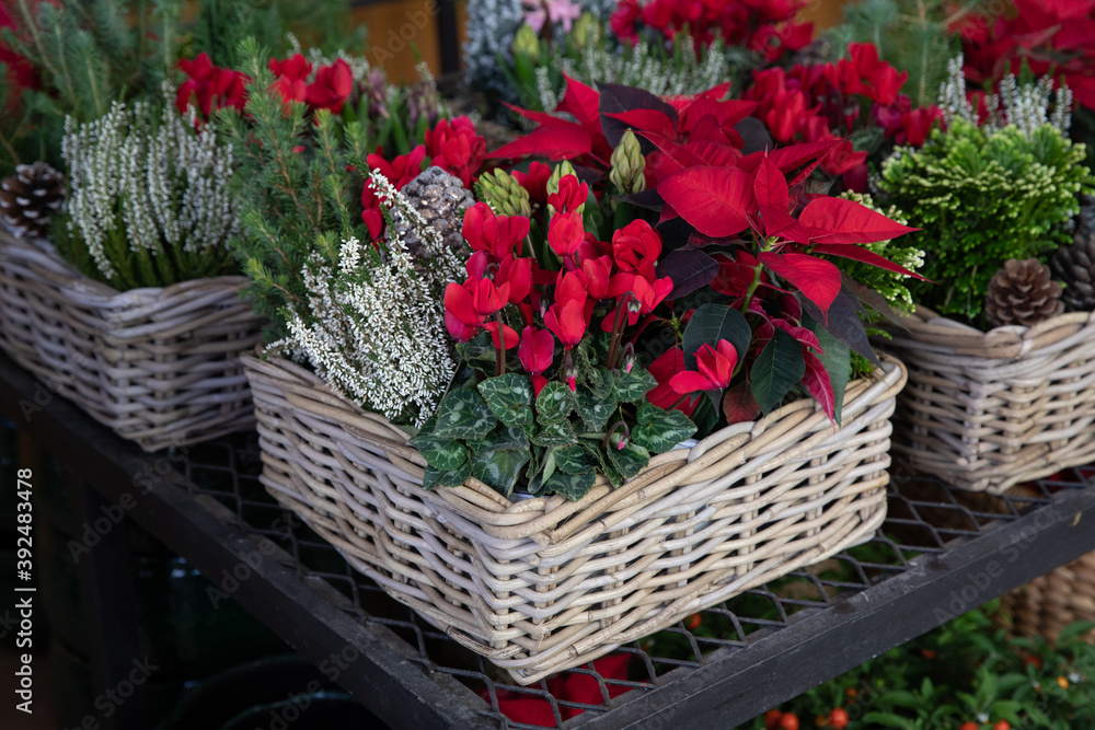 Basket with red cyclamen persicum flowers, red poinsettia, white Calluna vulgaris, hyacinthus orientalis, spruce tree.
