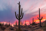 Sunrise Desert Landscape With Saguaro cactus
