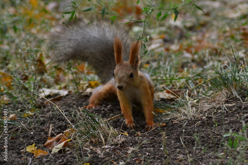 the squirrel on the ground looks ahead with caution © Александр Сапегин