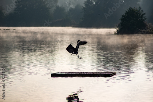 silhouette of a bird - heron landing 