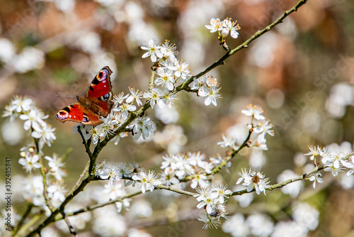 butterfly sitting on a blossom branch