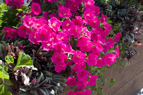 Beautiful blooming pink petunias close-up