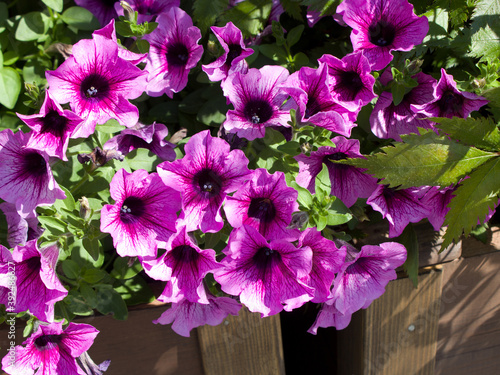 Beautiful blooming lilac Petunia close-up