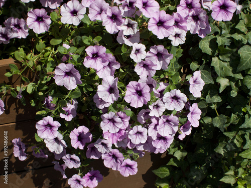 Beautiful blooming lilac Petunia close-up