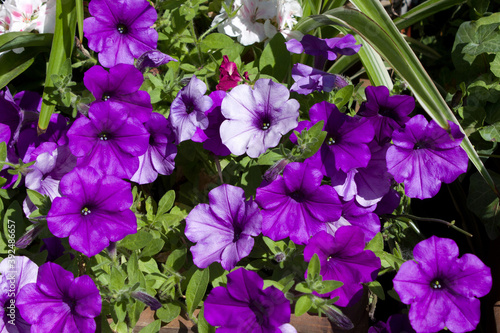 Beautiful blooming lilac Petunia close-up