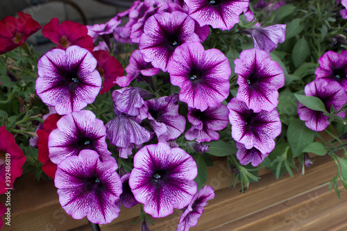 Beautiful blooming lilac Petunia close-up