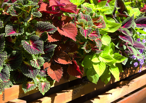 Coleus of different varieties in a wooden box