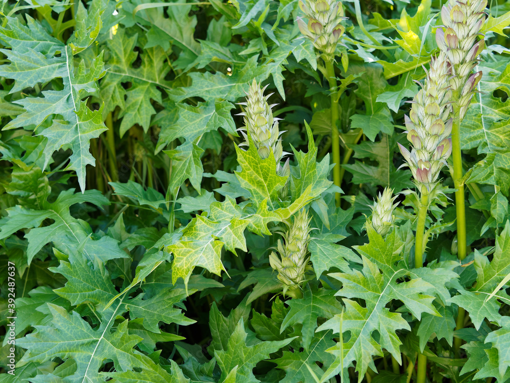 Fototapeta premium (Acanthus mollis) Acanthe molle aux grandes feuilles décorative vert foncé, luisantes, lobées et dentées autour d'hampes florales