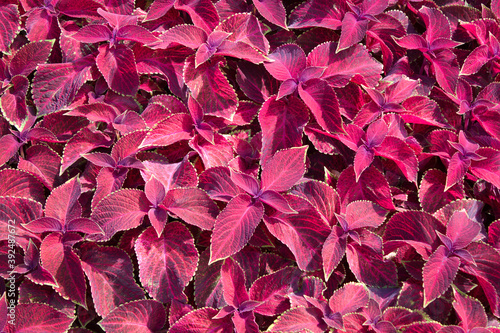 Flowerbed with red Coleus blumei