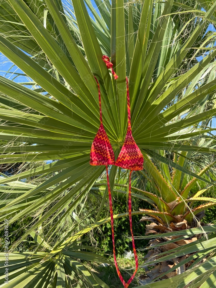 Fototapeta premium swimsuit on the palm leaf