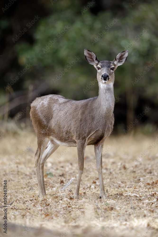 Alert Black-tailed Deer Doe. Woodside, San Mateo County, California, USA. Alert Black-tailed Deer Doe. Woodside, San Mateo County, California, USA.