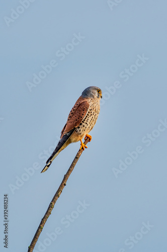 A male common kestrel