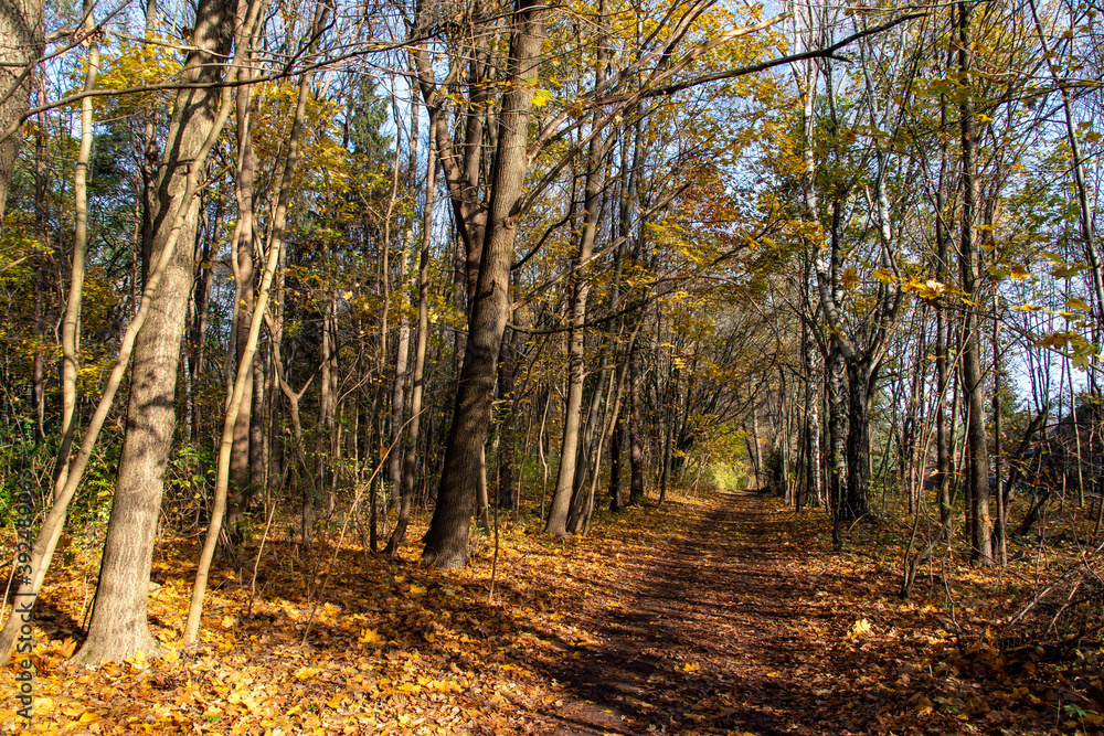 Obraz premium Jesień na Podlasiu, Polska
