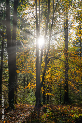 autumnal beech tree in a pine forest idless Cornwall England uk 