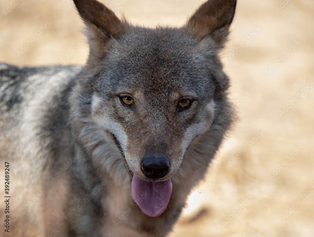 Attica zoological park. European Grey Wolf. Canis Lupus. Attica zoological park. European Grey Wolf. Canis Lupus.