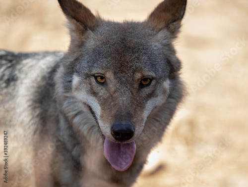 Attica zoological park. European Grey Wolf. Canis Lupus.