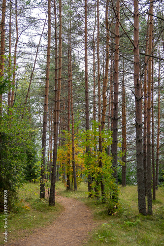 Bosques en la isla de Mandrogi, Rusia