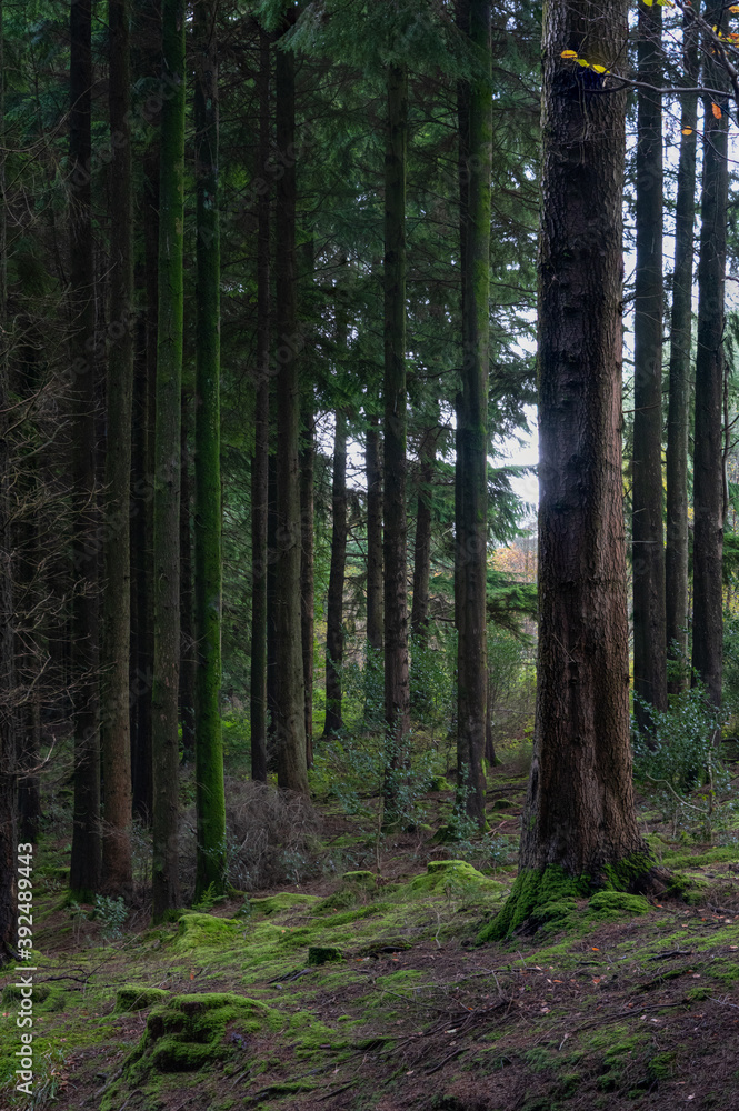Idless woods near Truro Cornwall England uk during autumn Idless woods near Truro Cornwall England uk during autumn